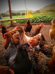 clone tag: -2691969768412336225