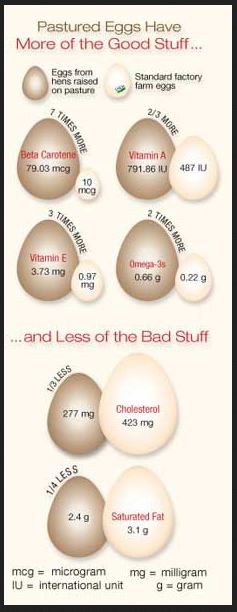 egg nutrition graphic