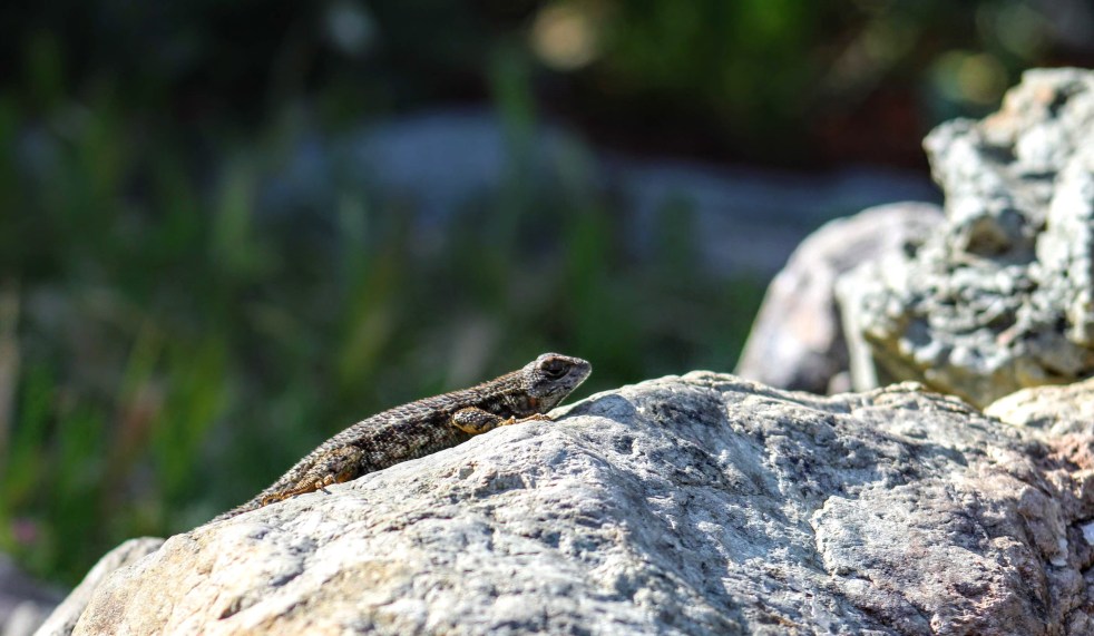 meditation godzilla 51719