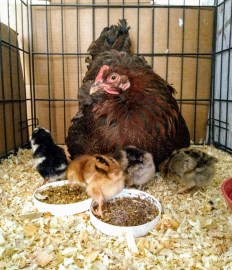 IMG_20190626_155855165