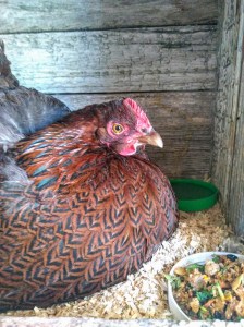 Partridge Cochin Momma June 2019