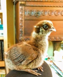 compost baby - day10